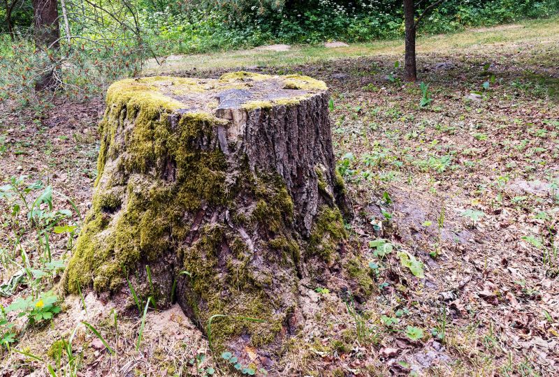 Moss Removal