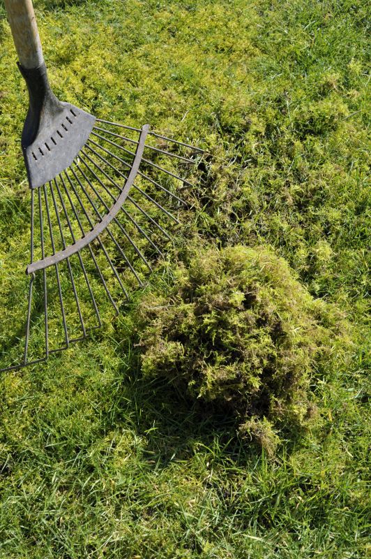 Moss Removal