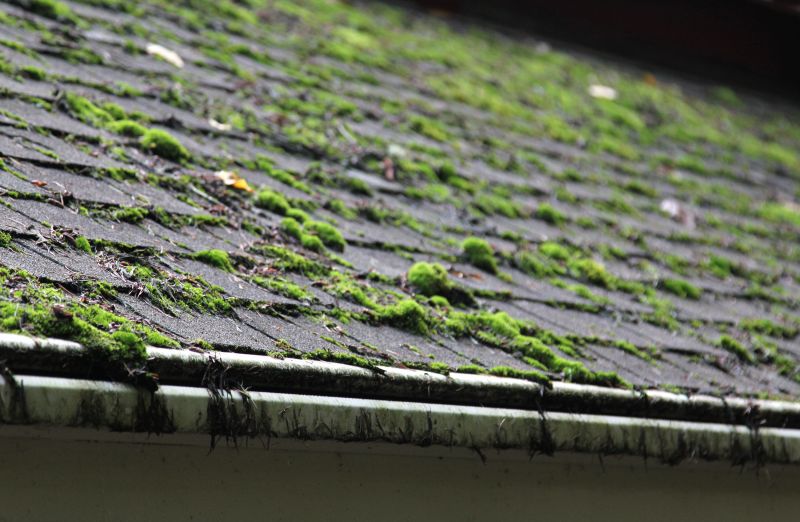 Moss on Shaded Surfaces